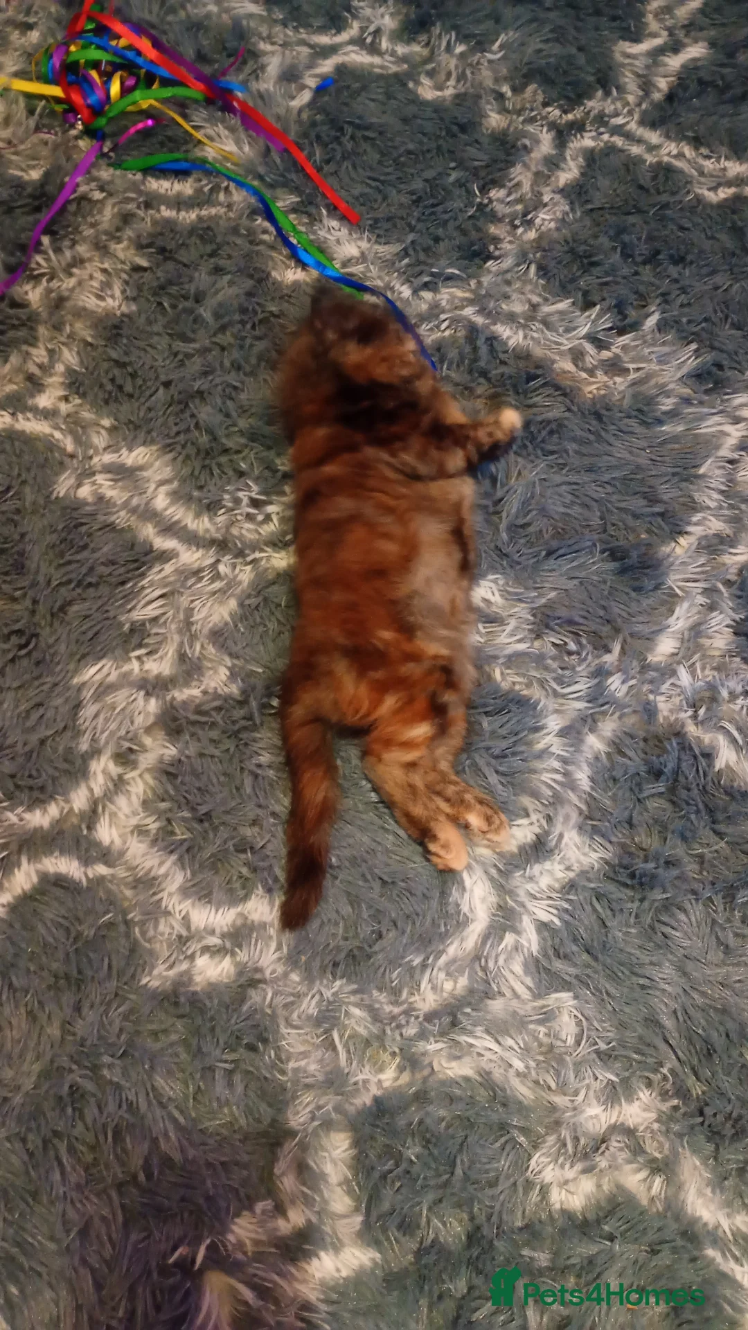 Mixed Breed cats for sale: Fully kitten  - Advert 3