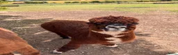 Alpaca livestock for sale: Alpacas for sale (breeding group) - Advert 6