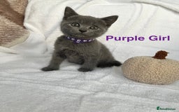 Mixed Breed cats for sale: Russian blue&British shorthair kittens  - Image 10