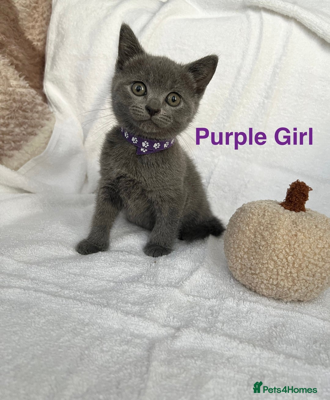 Mixed Breed cats for sale: Russian blue&British shorthair kittens  - Image 10