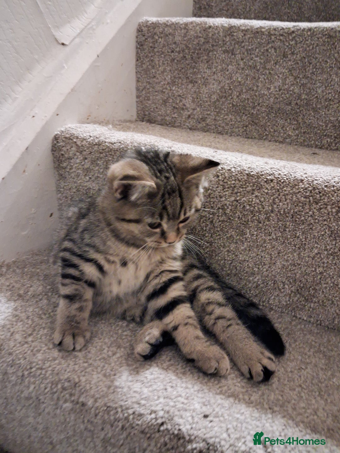 British Shorthair cats for sale: British Shorthair kitten one left boy  - Advert 4