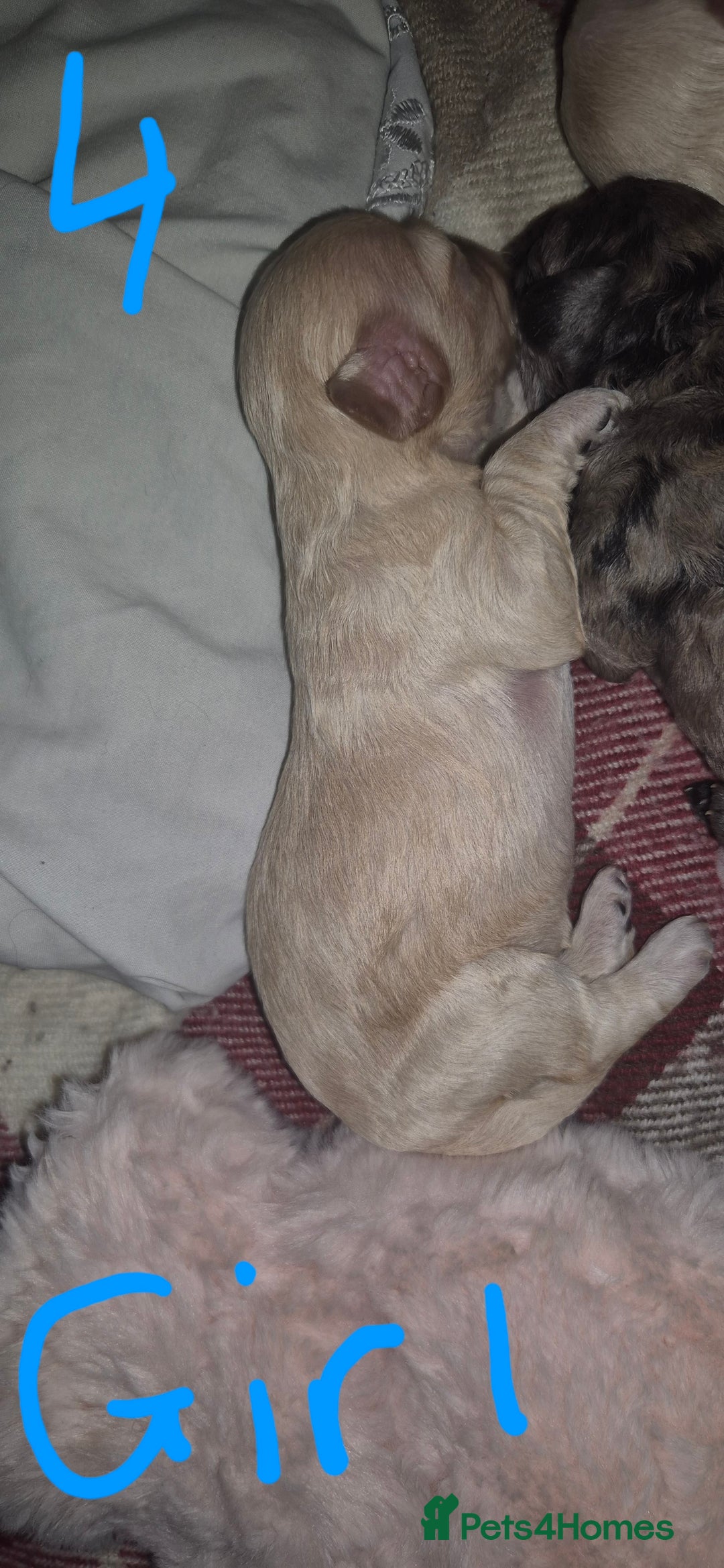Mixed Breed dogs for sale: Gorgeous cavapoochon puppies - Image 24