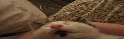 Mixed Breed cats for sale: Bean needs his forever home - Advert 3