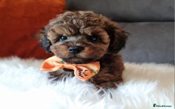 Cockapoo dogs for sale: Adorable best friend pups, sold fully vaccinated - Image 13