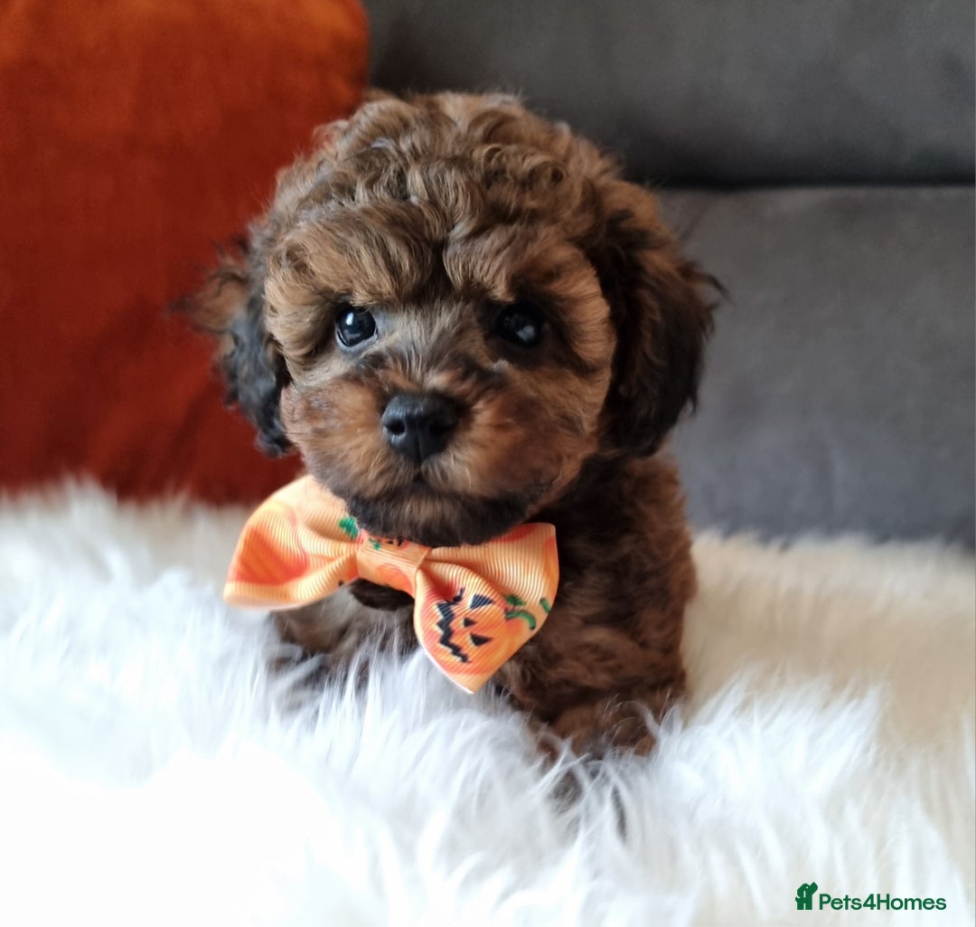Cockapoo dogs for sale: Adorable best friend pups, sold fully vaccinated - Image 13
