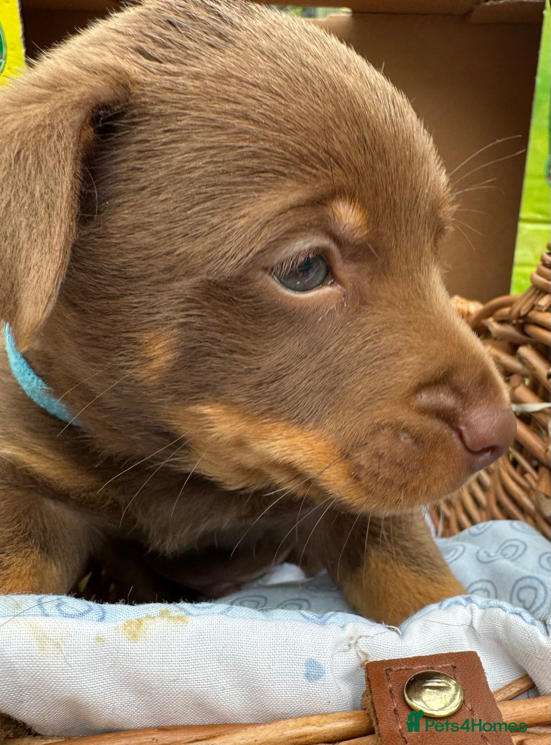 Lancashire Heeler dogs for sale: 6 Pedigree Lancashire Heeler Dogs for sale. - Image 16