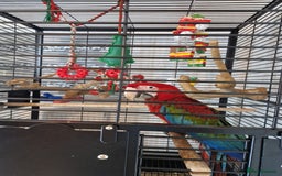 Parrots birds for sale: Super Tame Red-and-green macaw very friendly  - Image 1