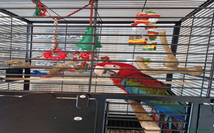 Parrots birds - Advert 1