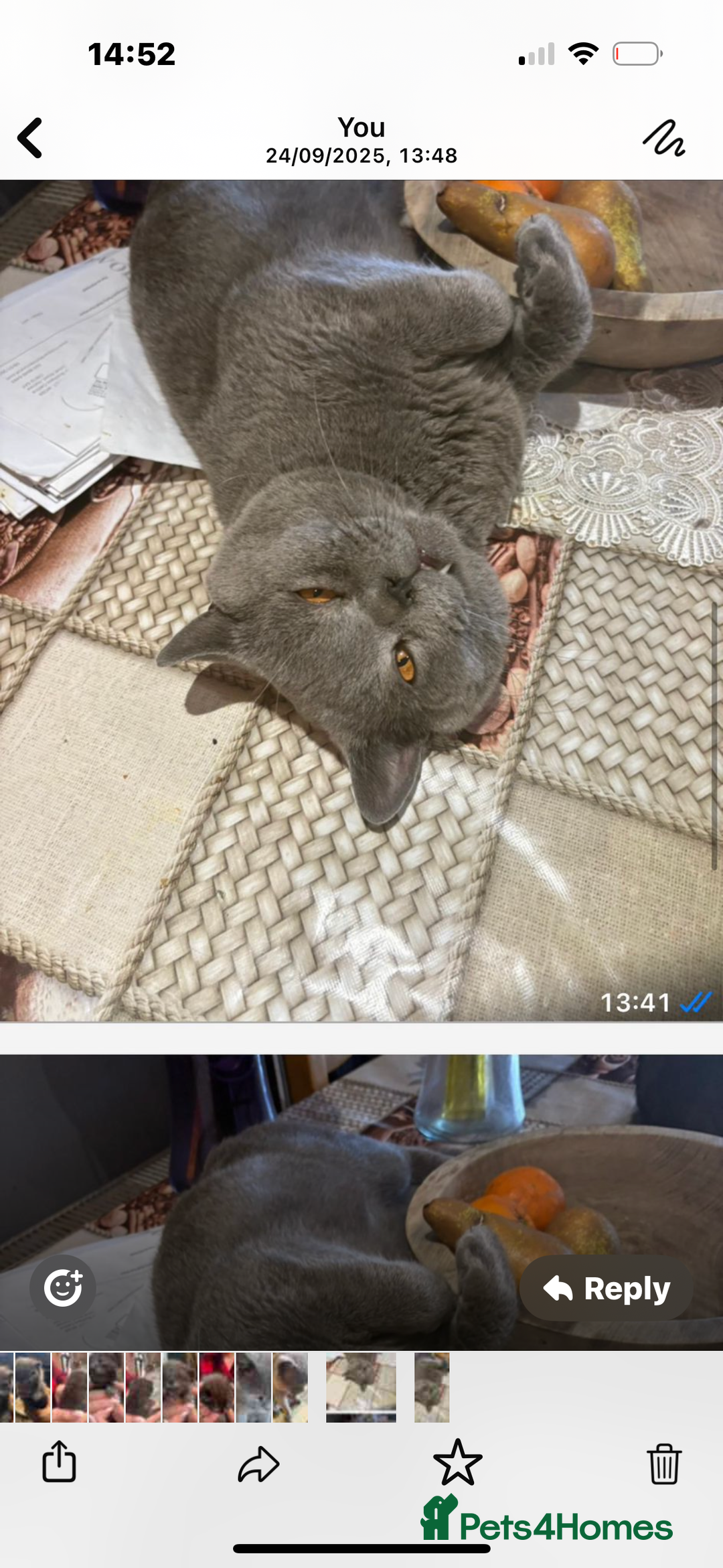 British Shorthair cats for sale: British Shorthair kittens  - Advert 13