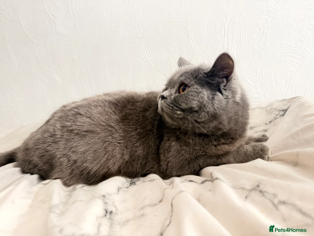Mixed Breed cats for sale: Beautiful grey girl in need of a new home. - Advert 1