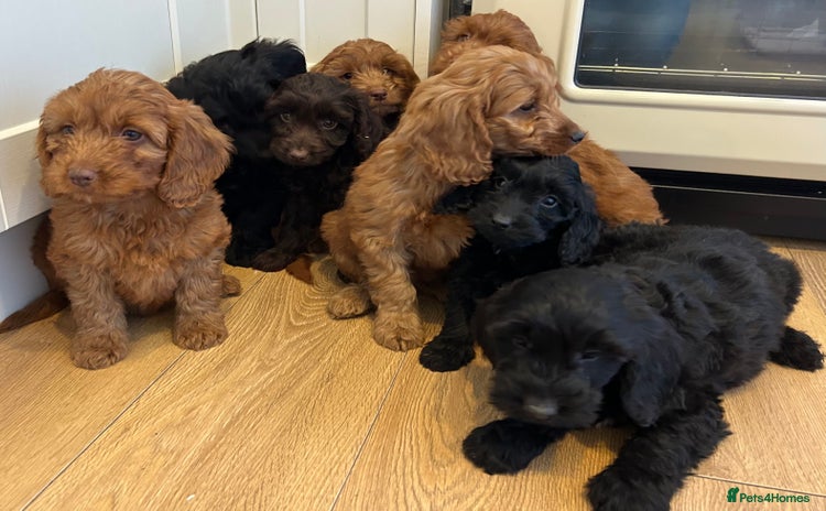 Cockapoo dogs - Advert 10