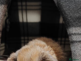 Mini Lop rabbits Mini lop - Advert 4