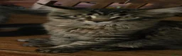 Maine Coon cats for sale: Big Strong Maine Coon Kittens - Advert 31
