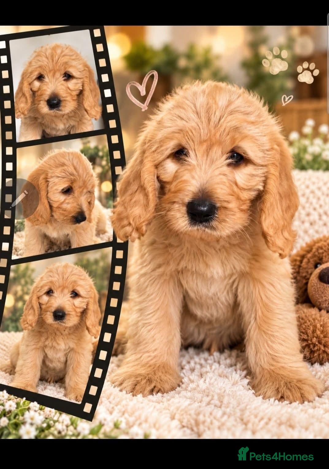 Labradoodle dogs 🐾 Beautiful Apricot Medium Labradoodle Boy 🧡 - Advert 2