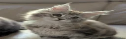 Maine Coon cats for sale: Ready soon. Tica Registered Maine coon Kittens  - Advert 3