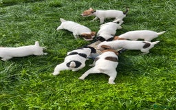 Jack Russell dogs for sale: Jack Russell puppies - Image 18