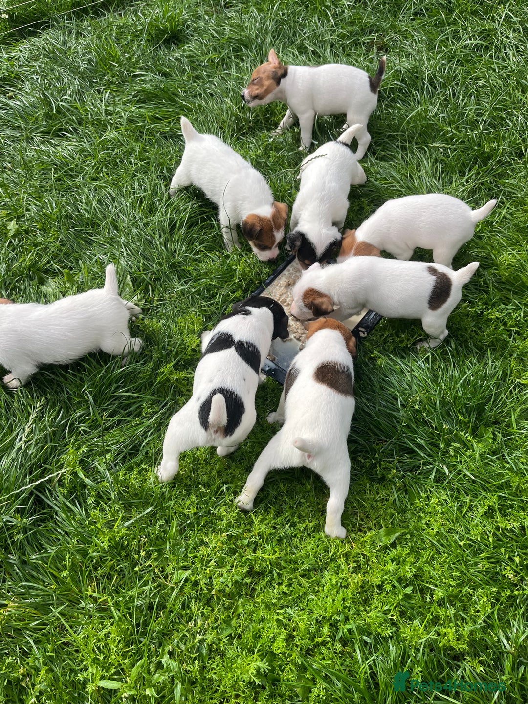 Jack Russell dogs for sale: Jack Russell puppies - Image 18