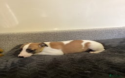 Whippet dogs for sale: Whippet puppies  - Image 14