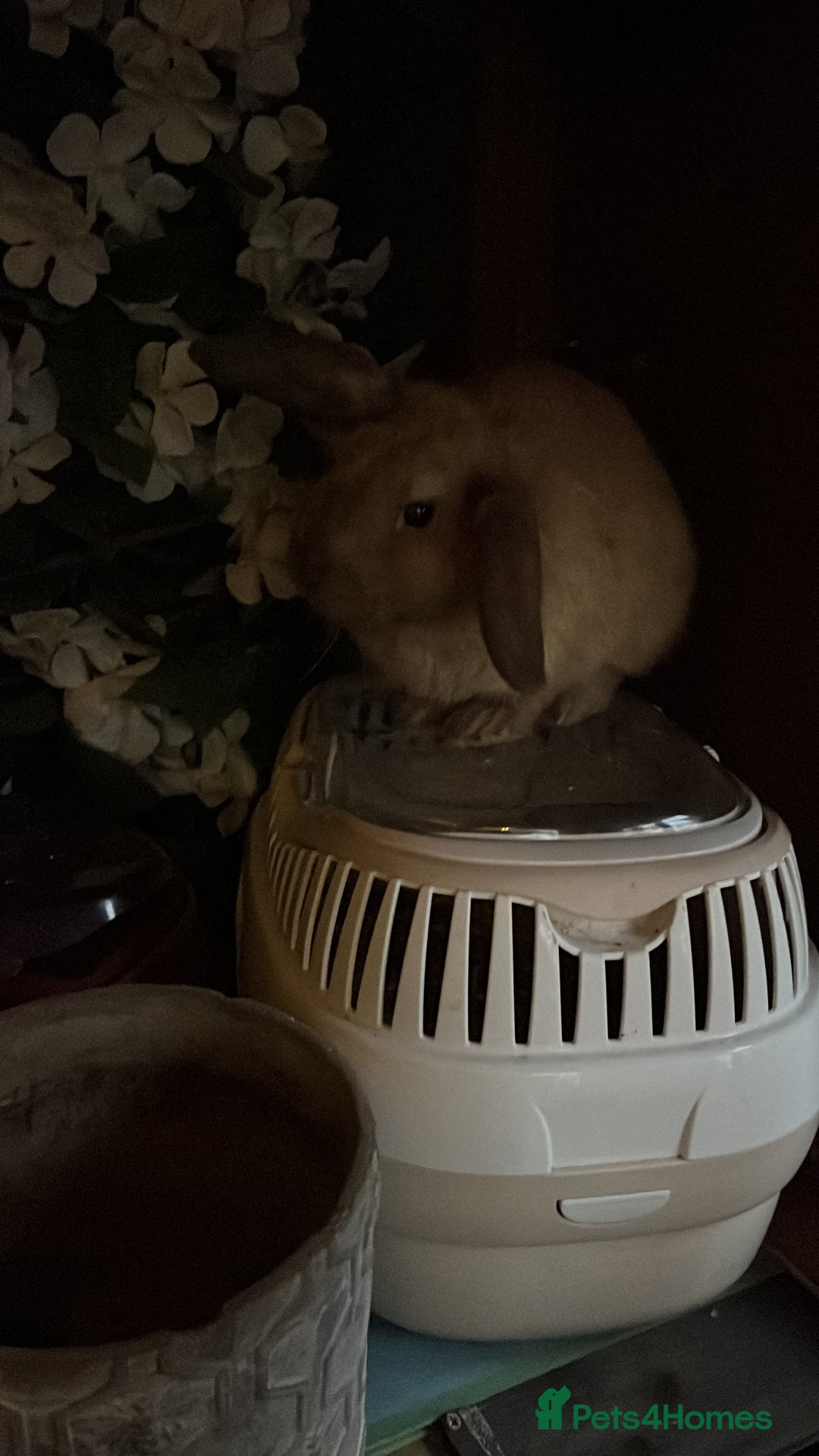 Lionhead rabbits for sale: Sad sale due to work  - Advert 7