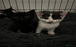 Mixed Breed cats for sale: 5 Kittens - Image 8