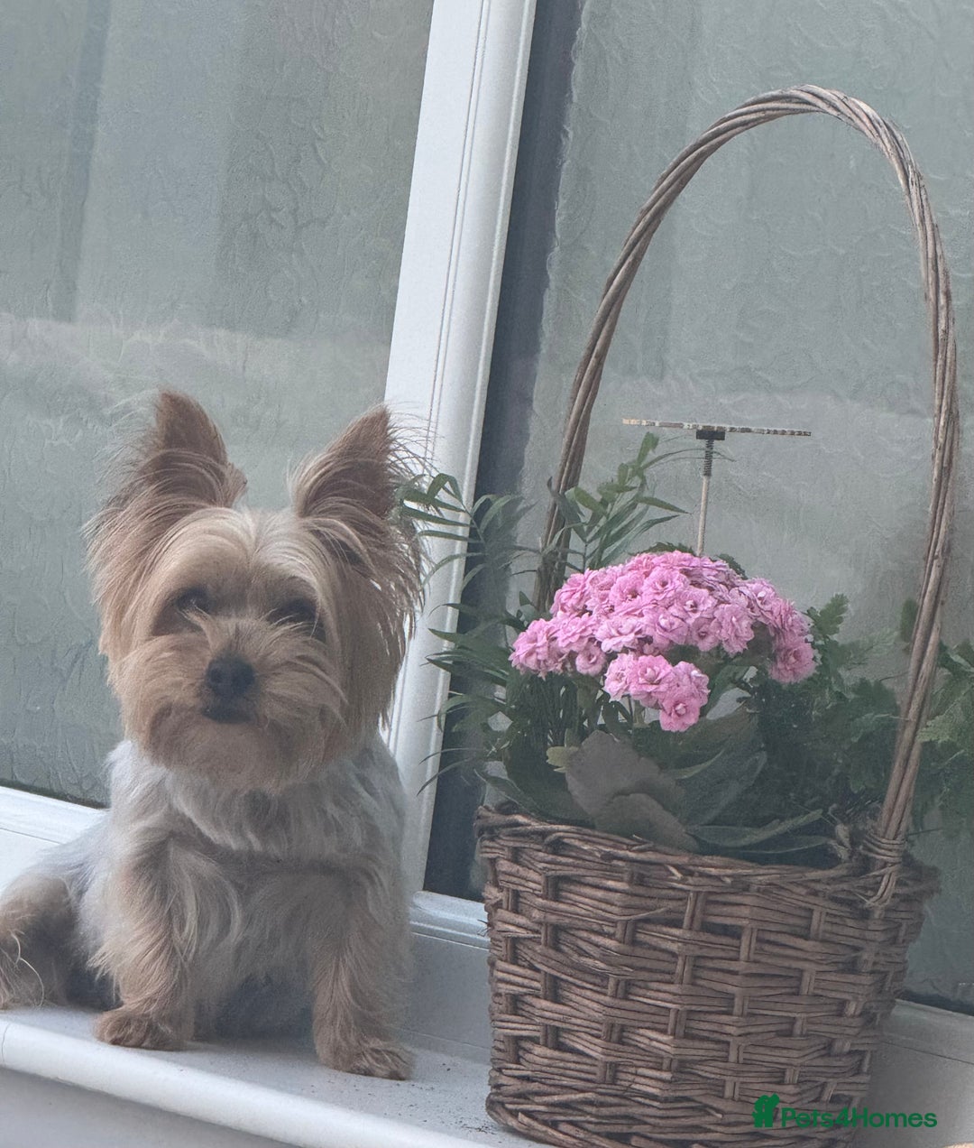 Yorkshire Terrier dogs for sale: Miniature Yorkshire terrier - Image 11