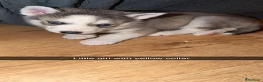 Siberian Husky nala