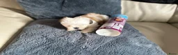 Shih Tzu dogs for sale: Lovely Shih Tzu puppy LAST FEMALE  in Coventry - Advert 6