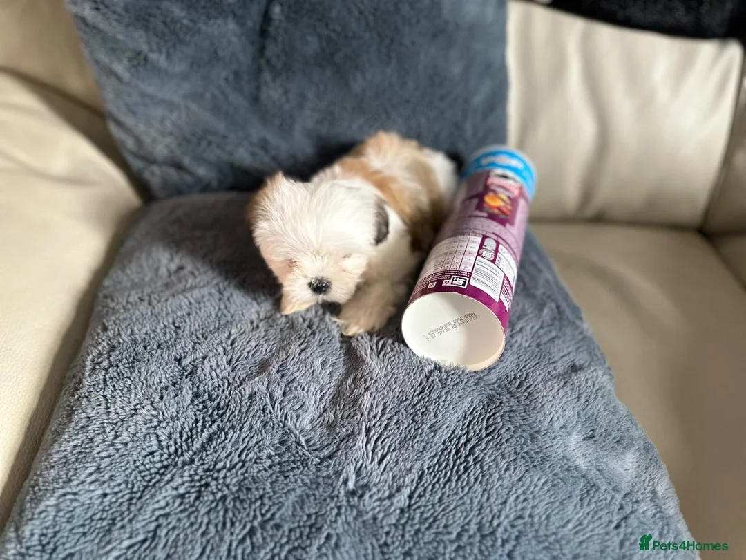 Shih Tzu dogs for sale: Lovely Shih Tzu puppy LAST FEMALE  in Coventry - Advert 6