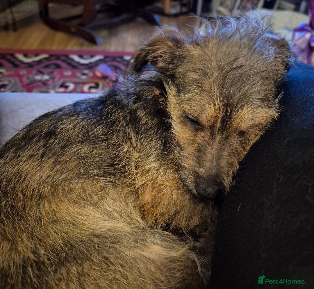 Mixed Breed dogs for sale: Penny - Advert 2