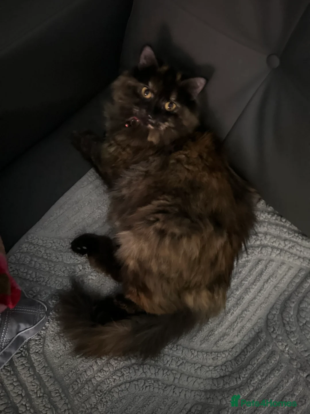 Mixed Breed cats for sale: Playful British Shorthair & Longhair Mix Kittens - Advert 2