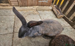 Continental Giant rabbits for sale: Female giant continental  - Image 2