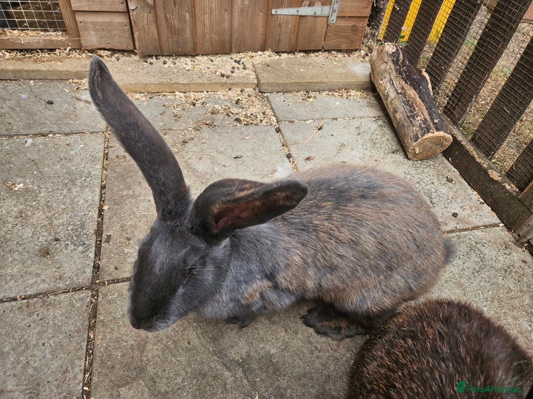 Continental Giant rabbits for sale: Female giant continental  - Image 2