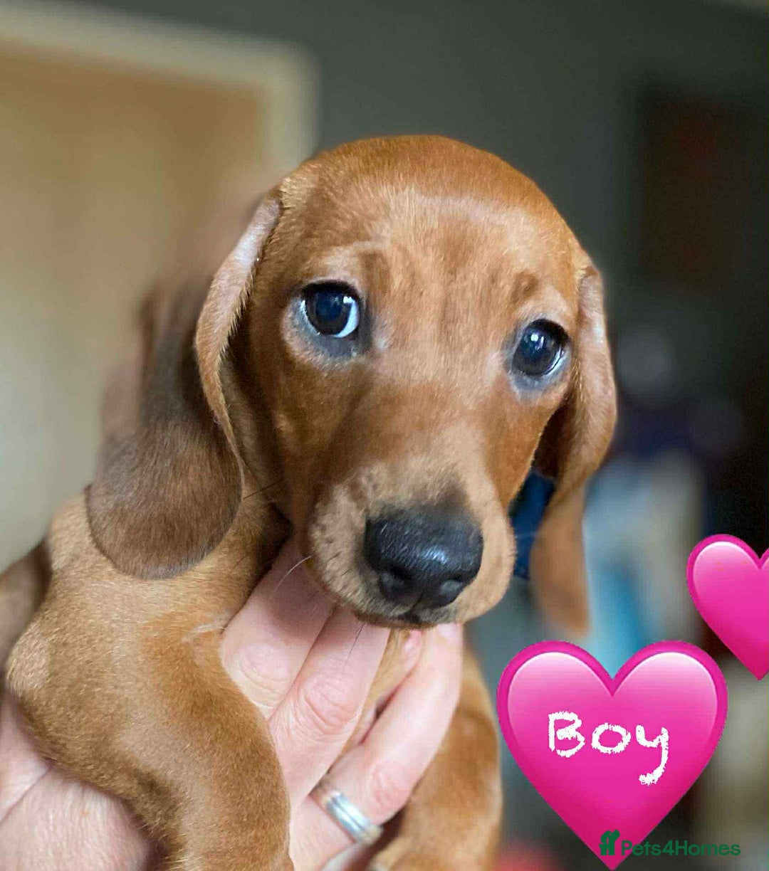 Miniature Dachshund dogs for sale: Miniature Dachshund Puppies - Image 11