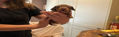 Dachshund Puppy 1