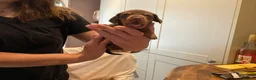 Dachshund dogs for sale: Dachshund  - Advert 7