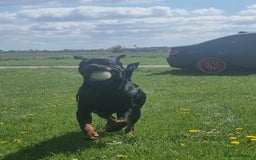 Rottweiler dogs for sale: Pure breed Rottweiler  - Image 21