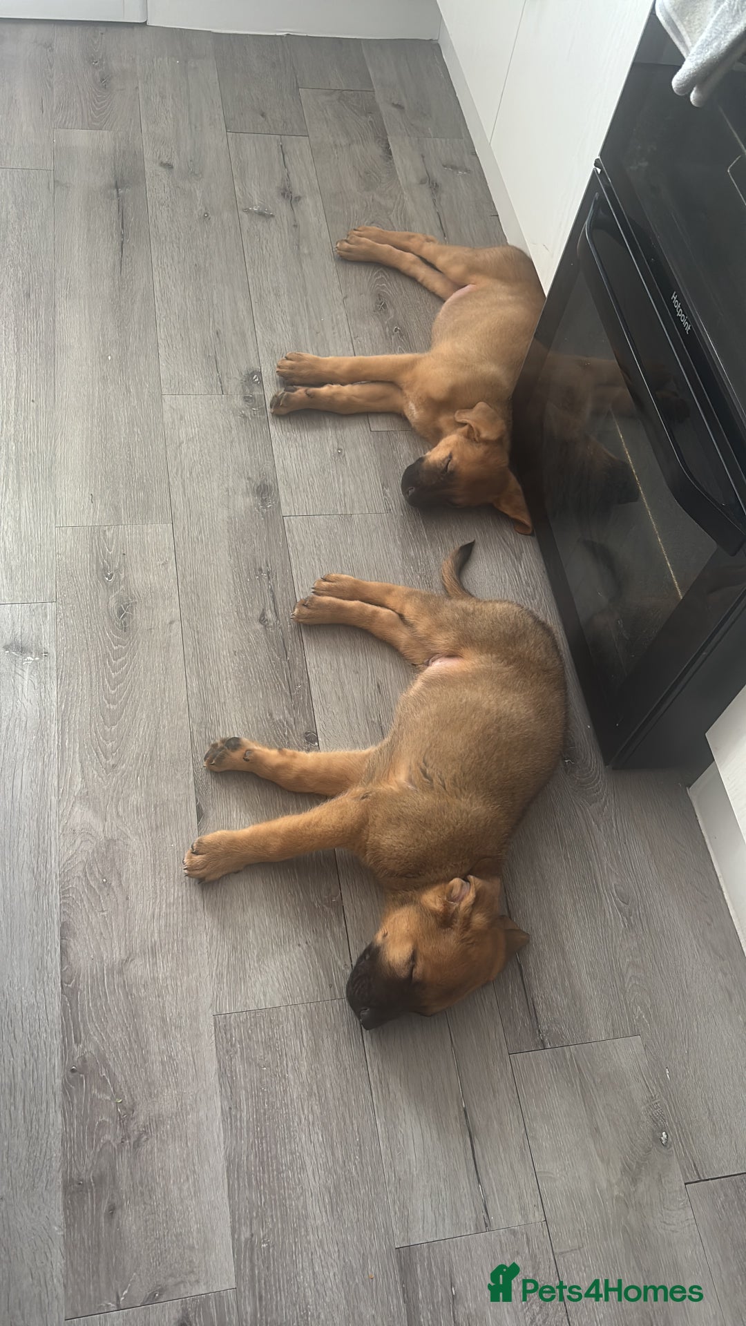 Mixed Breed dogs for sale: 2x mixed breeds for sale  - Image 2