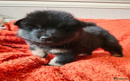 Eurasier dogs for sale: Eurasier Puppies KC Registered in Northampton - Image 22