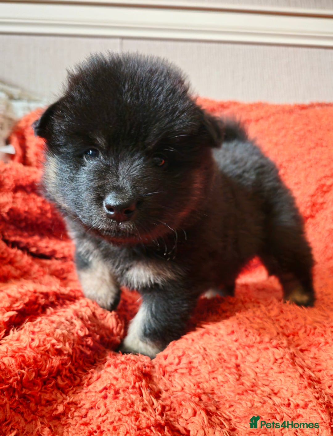 Eurasier dogs for sale: Eurasier Puppies KC Registered in Northampton - Image 22