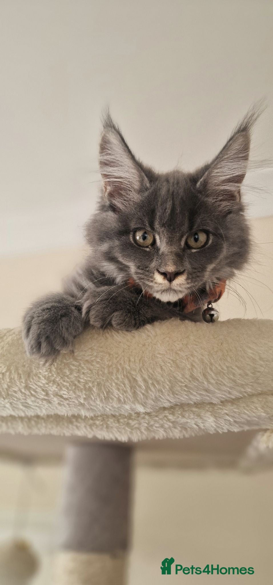 Maine Coon cats Last Two Stunning Maine Coon Kittens – Ready Now - Advert 2