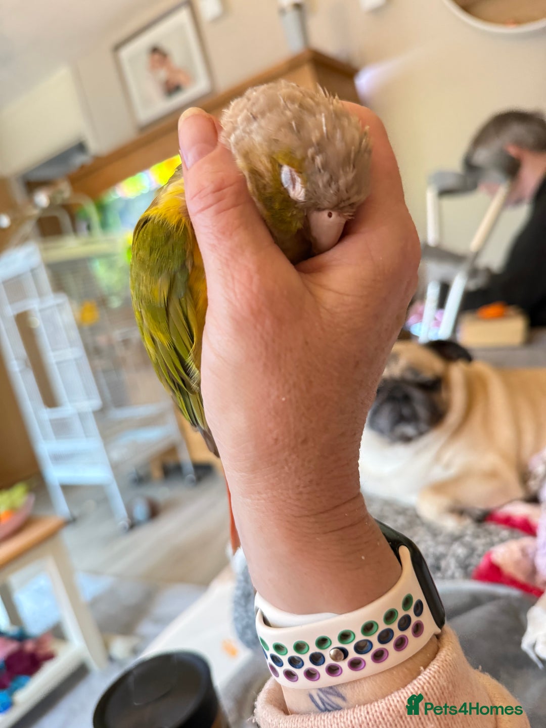 Cockatiels birds for sale: Cockatiels all tame and 1 tame conure  - Advert 17