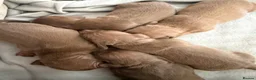 Dachshund dogs for sale: 5 beautiful pups in Pershore - Advert 1