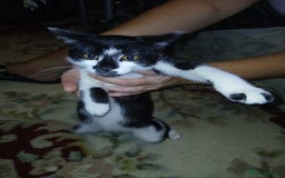 European cats for sale: 3 adorable kittens for sale  - Image 17