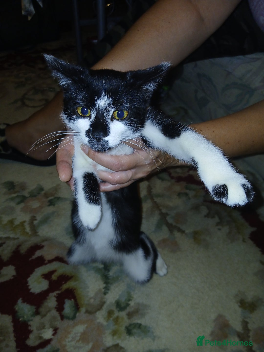 European cats for sale: 3 adorable kittens for sale  - Image 17