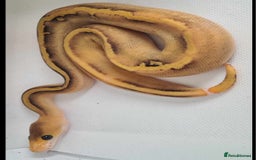 Python Snake reptiles for sale: Baby royal python  - Image 6