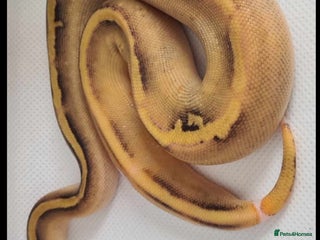 Python Snake reptiles Baby royal python - Advert 1