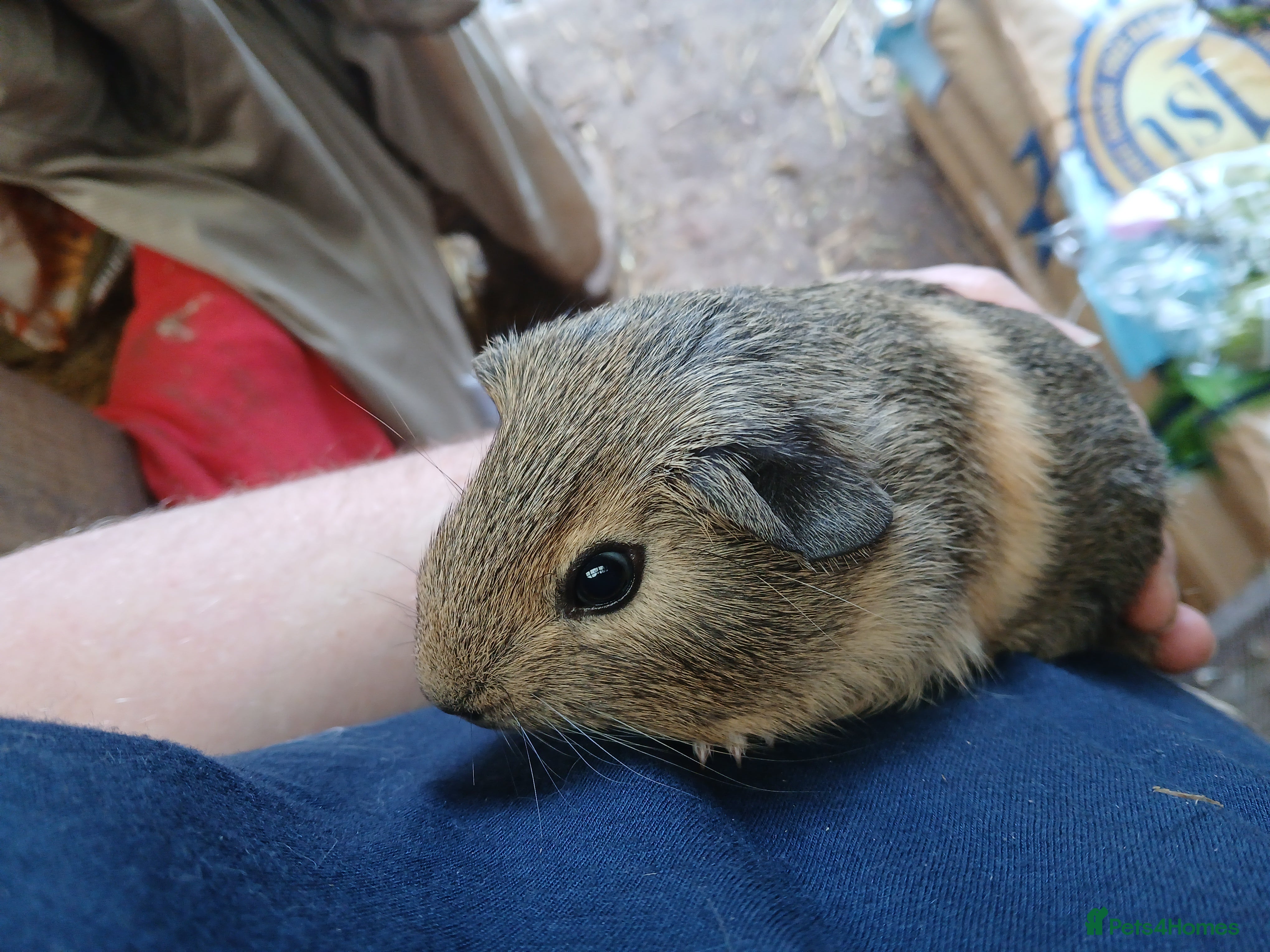 Guinea Pig rodents Young guineapigs - Advert 9