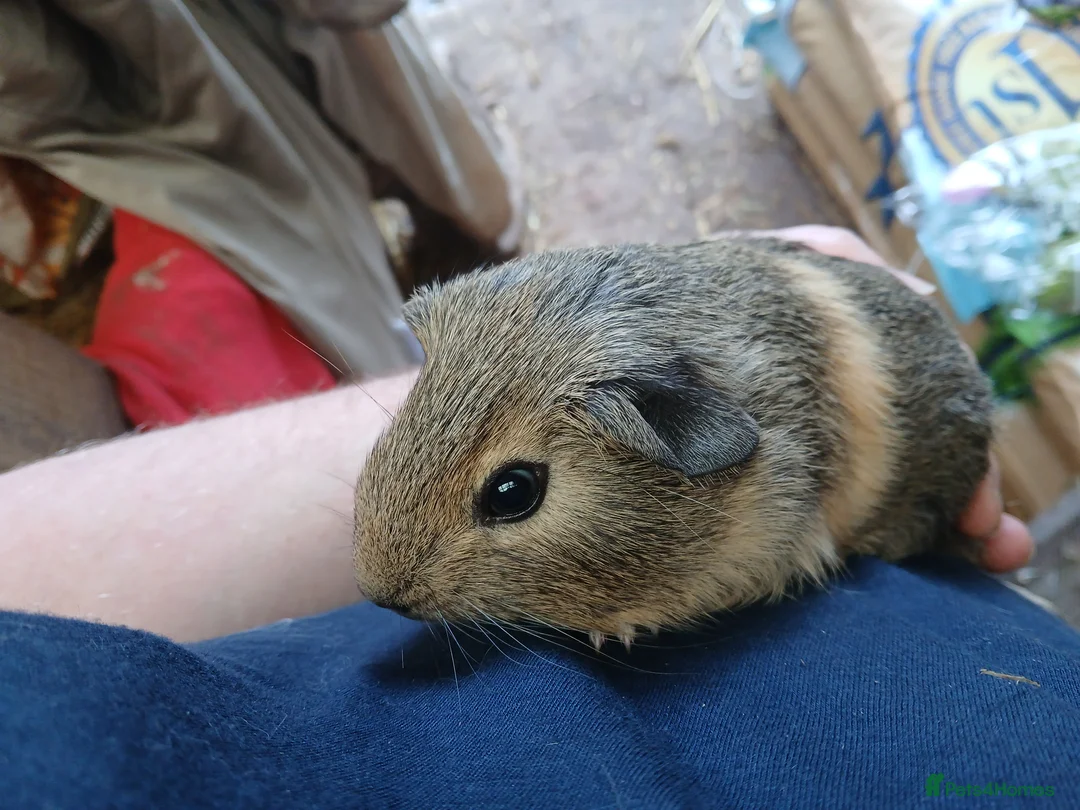 Guinea Pig rodents for sale: Young guineapigs - Advert 2