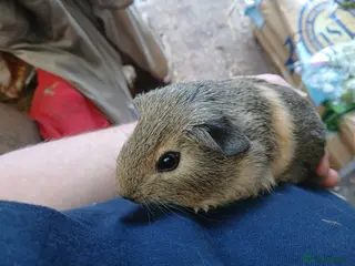 Guinea Pig rodents Young guineapigs - Advert 9