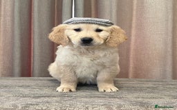 Golden Retriever dogs for sale: Beautiful golden retriever puppies for sale  - Image 17